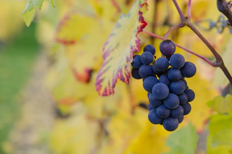 Vignobles près de Torrox Costa
