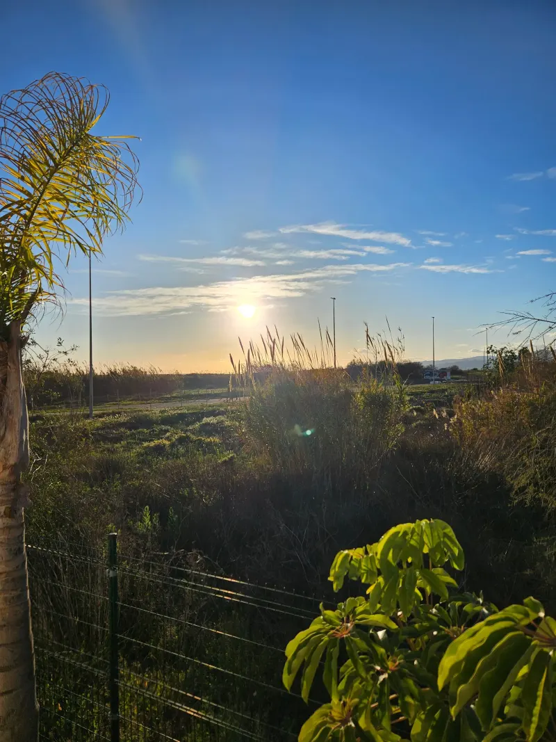 Coucher de soleil sur des champs et un palmier près d’El Morche