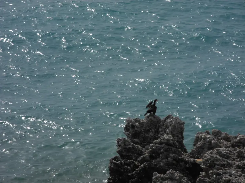 Seabird on a rock above the Mediterranean